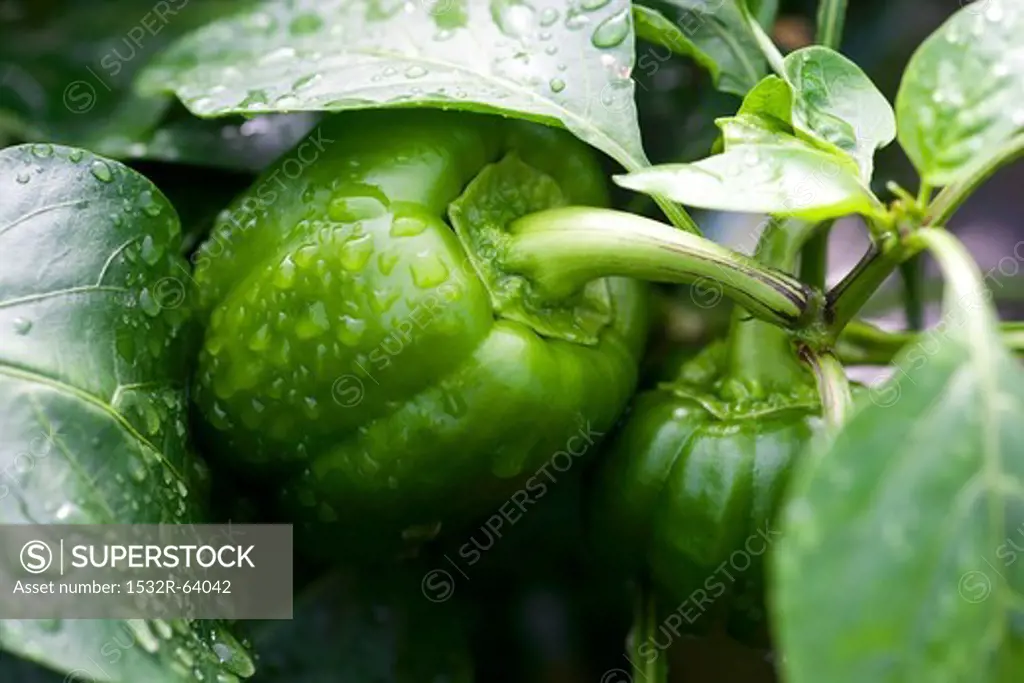 Green pepper on plant