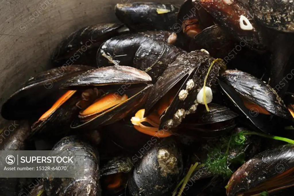 Steamed Irish mussels
