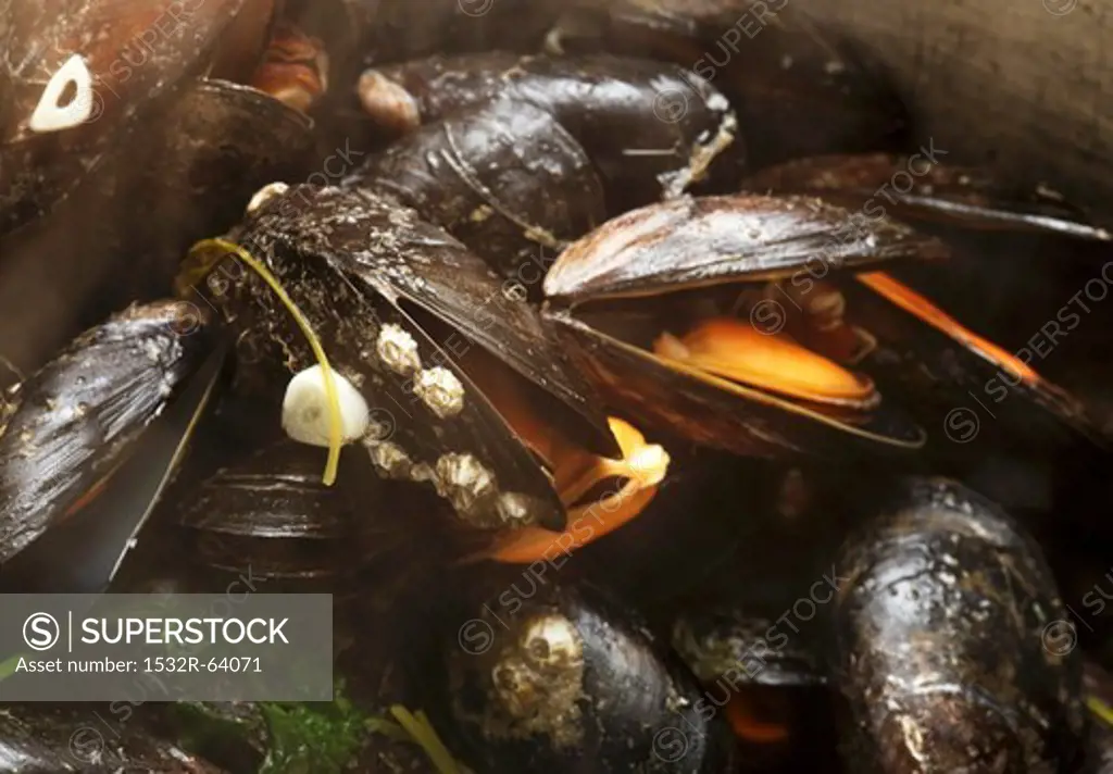 Steamed mussels from Ireland (close-up)