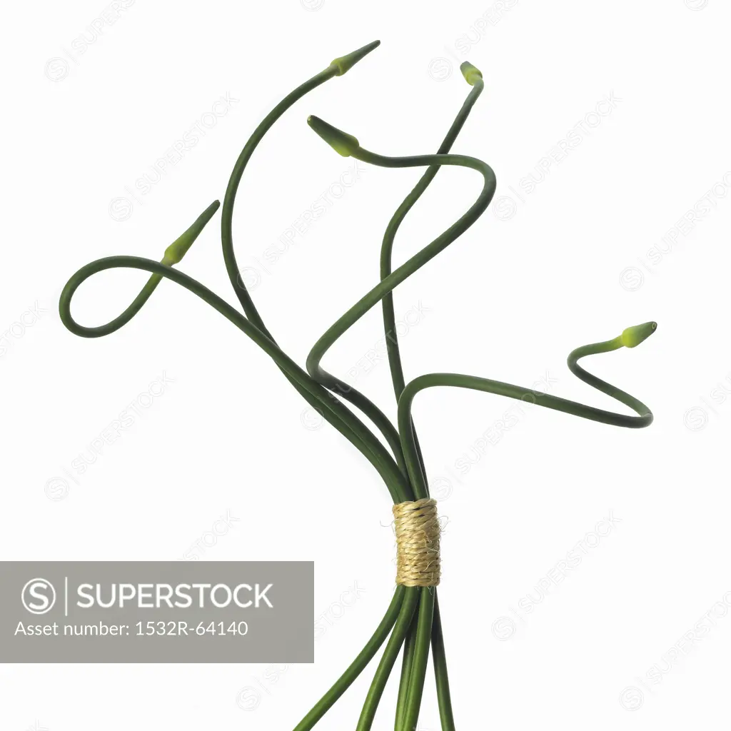 Garlic Scapes Ties with Twine on a White Background