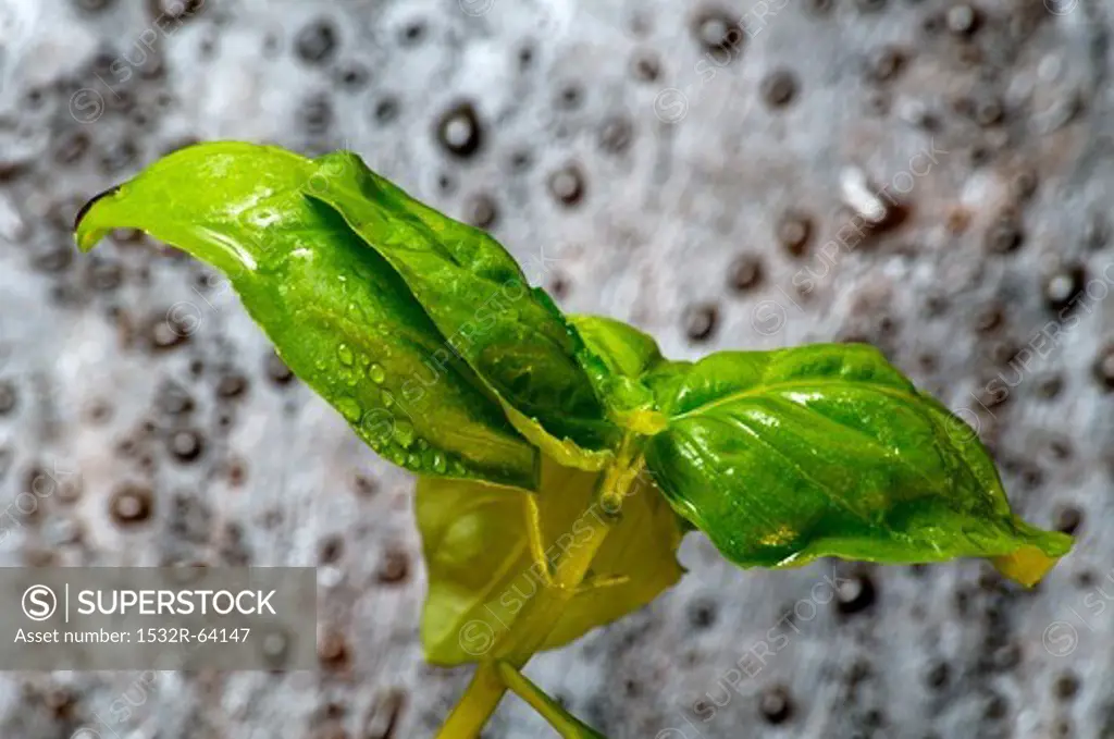 Basil with water drops