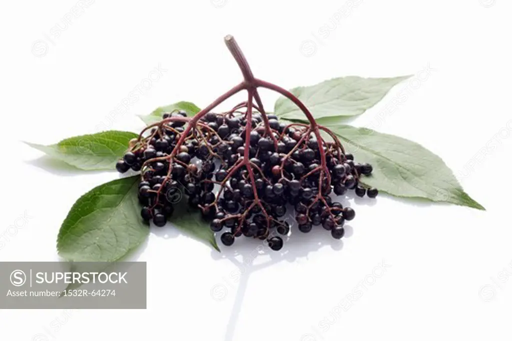 Elderberries with leaves