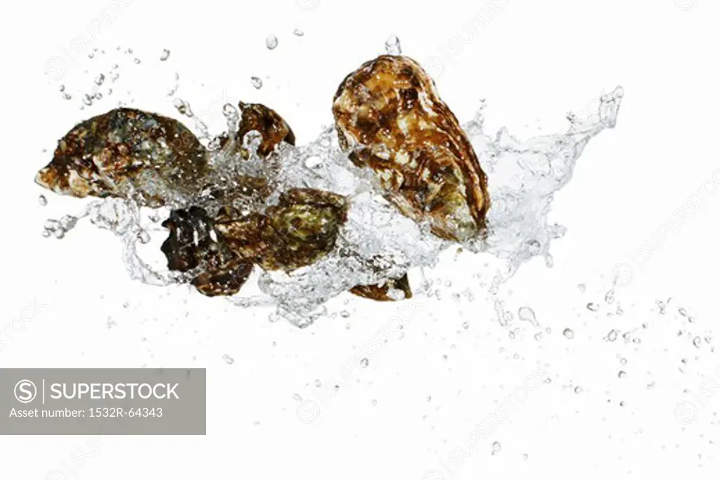 Fresh oysters with a water splash