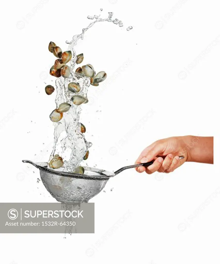 Washing mussels in a sieve