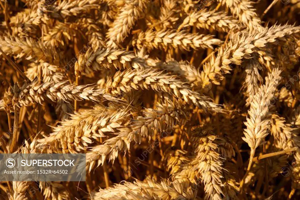 Ripe ears of wheat