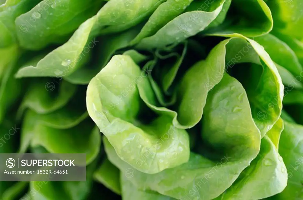 Green lettuce (close-up)