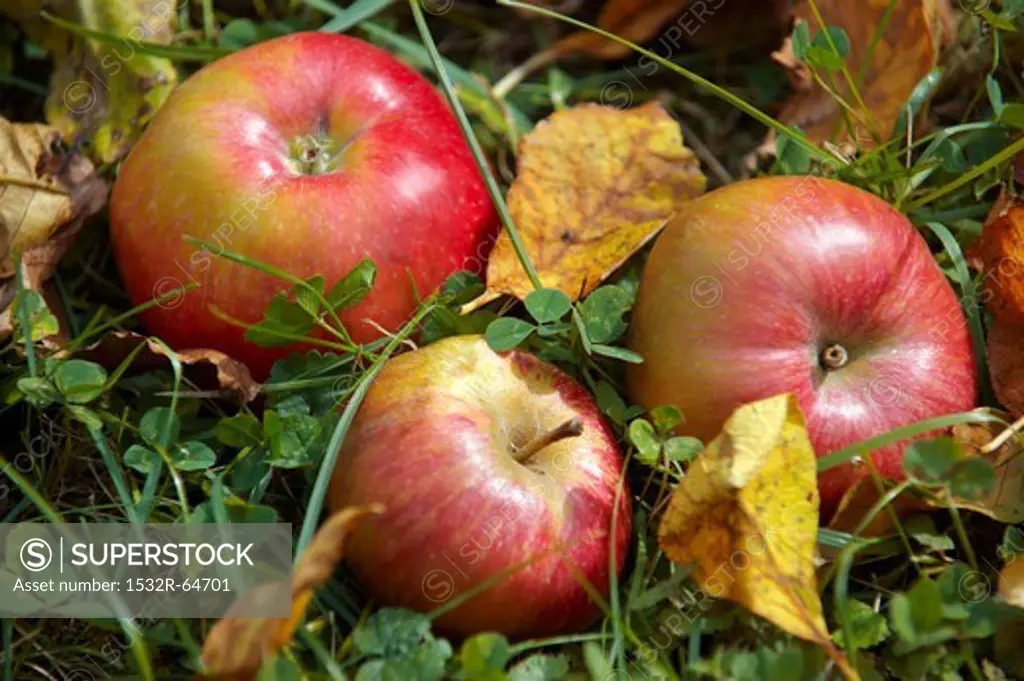 Three apples lying in the grass