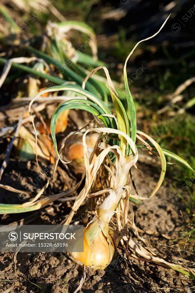 Onions in the ground
