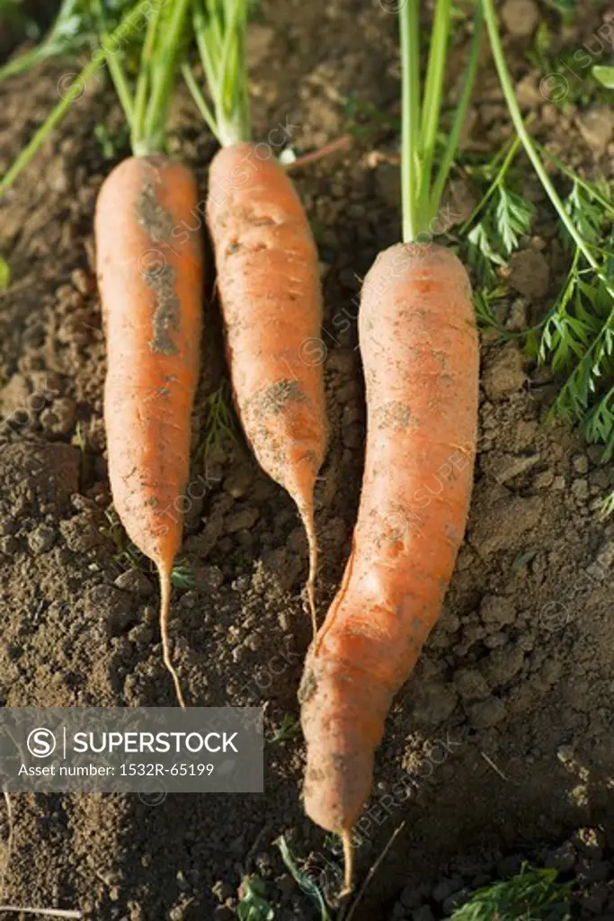 Freshly harvested carrots lying on the ground