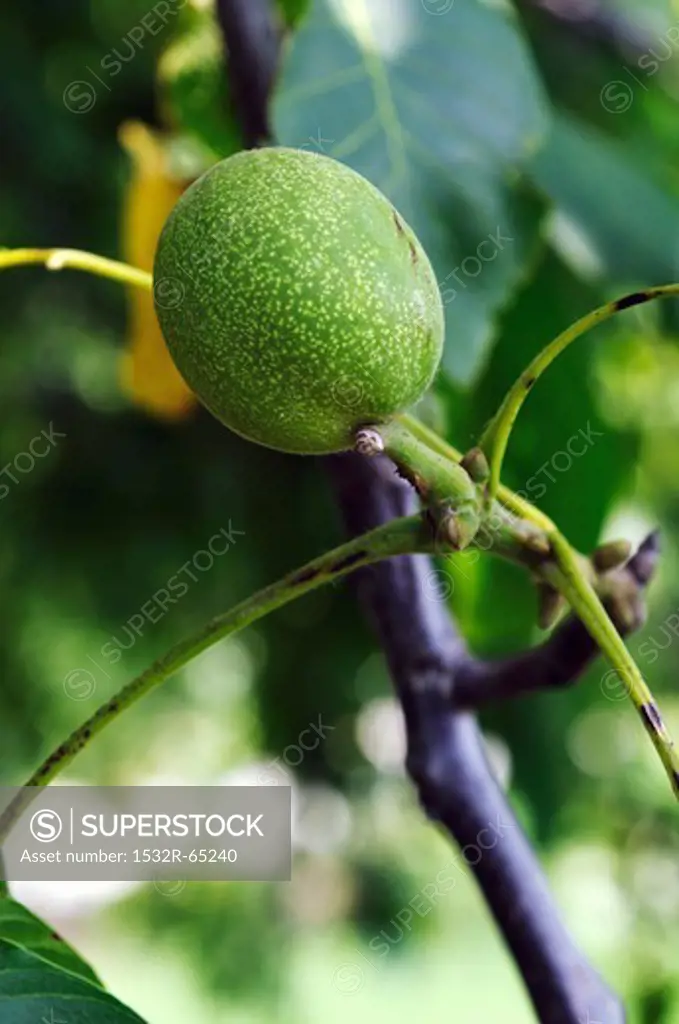 A green walnut on a tree