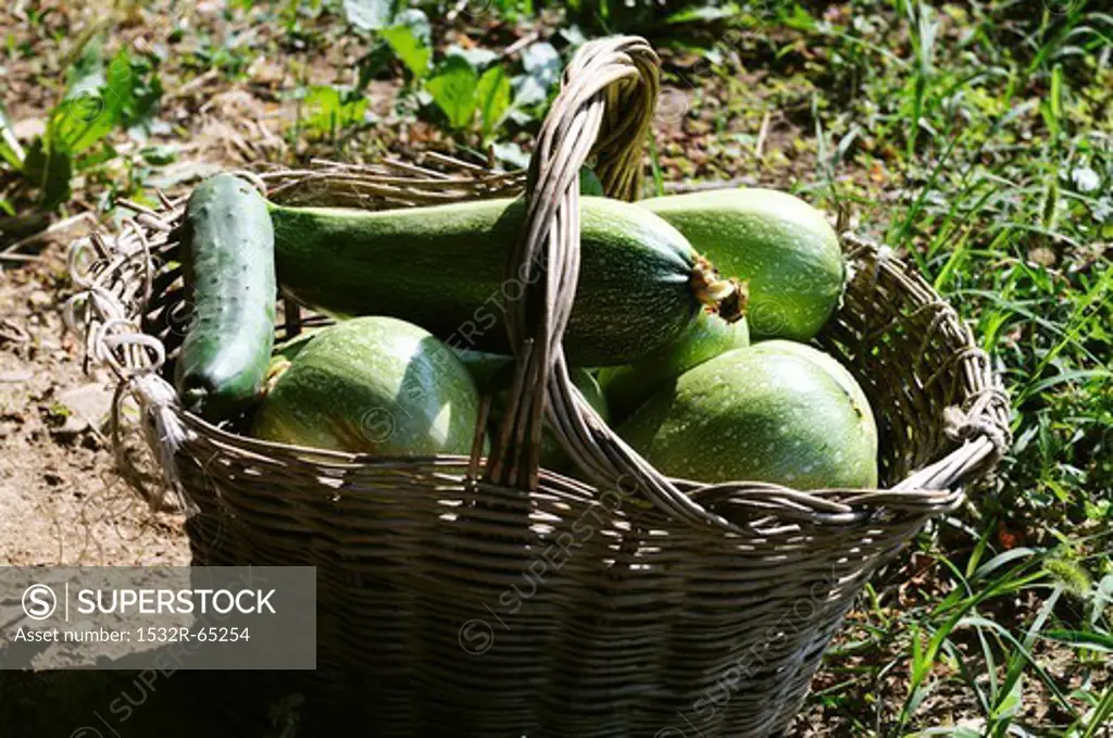 Freshly picked courgettes in a basket in a field