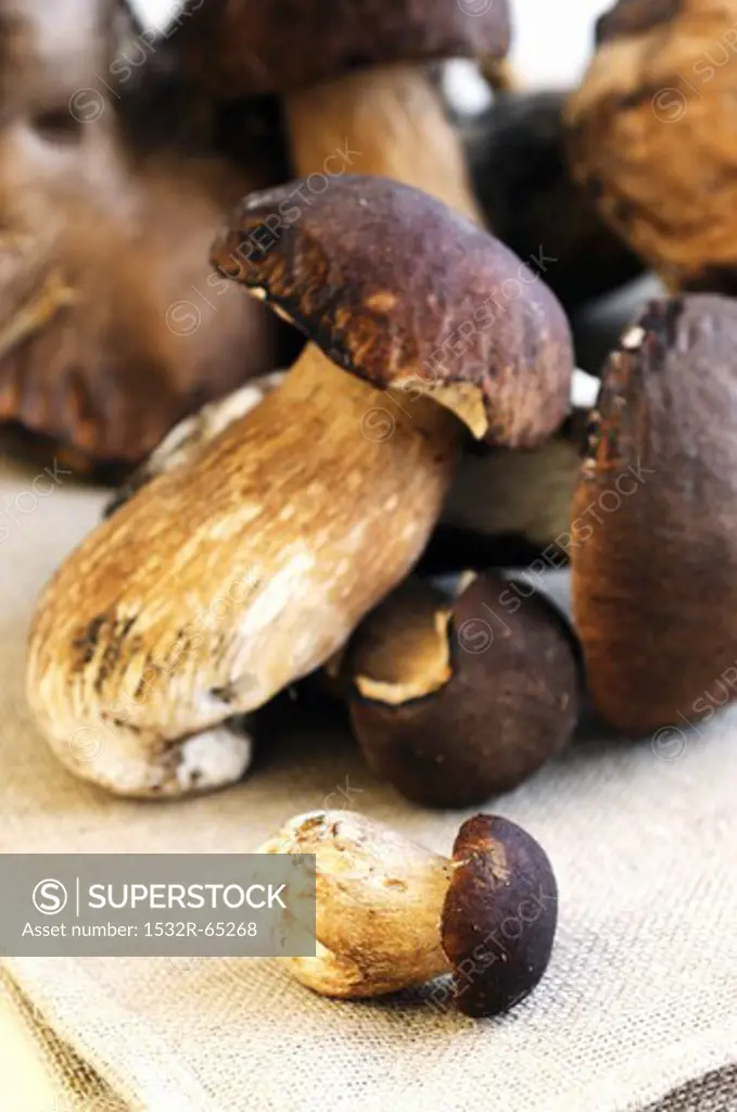 Fresh cep mushrooms