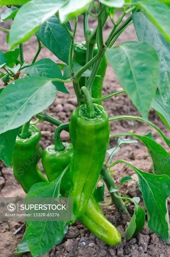 Green pointed peppers growing in a field