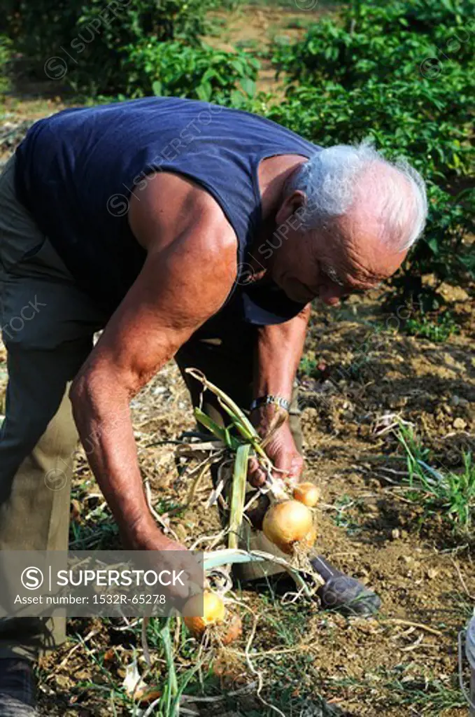 An older man harvesting onions in a garden