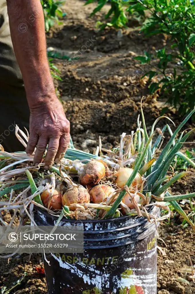 Freshly harvested onions in a bucket in a garden