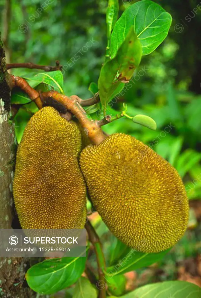 Jackfruit Hanging from the Tree