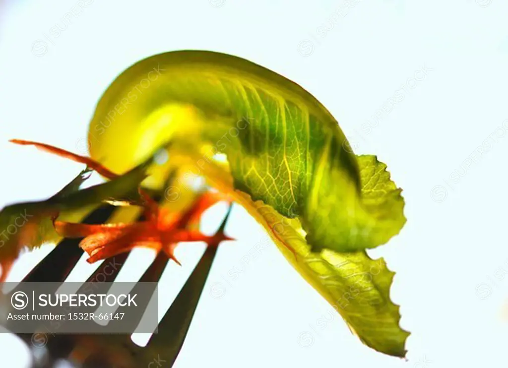A lettuce leaf and carrot strips on a fork