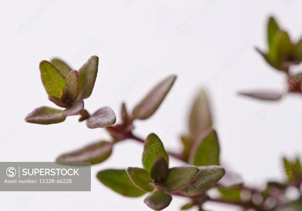 Close up of a Sprig of Thyme
