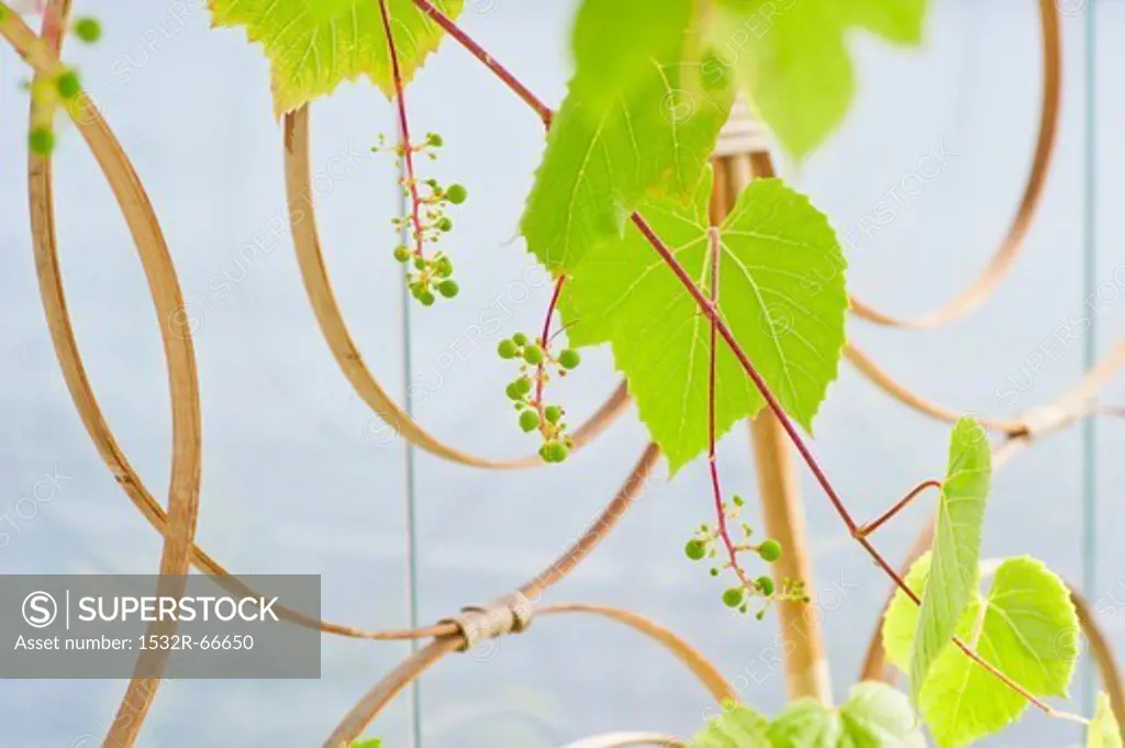 Vine tendrils on a support