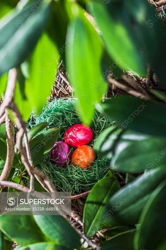 Coloured eggs, for Easter, in a hidden nest in the garden