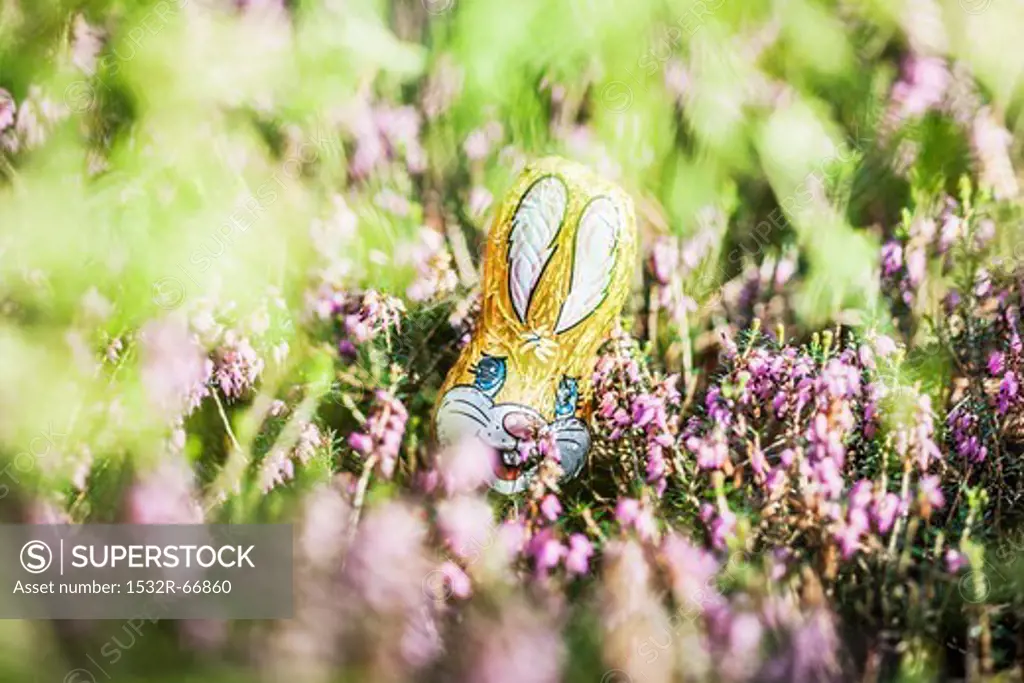 A chocolate Easter bunny hidden amongst the flowers in the garden