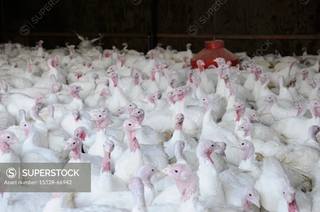 Turkeys on a farm