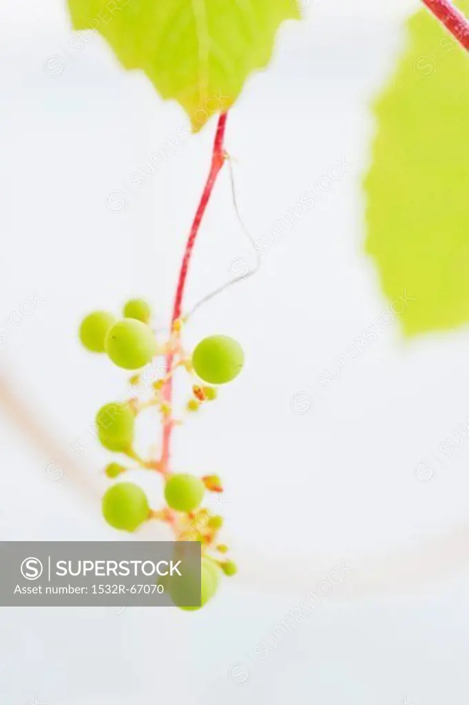 Green grapes in harsh, white light