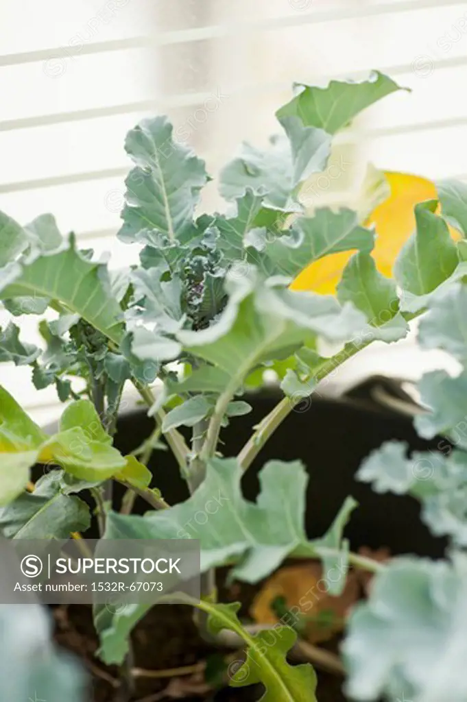 Broccoli plants in a pot
