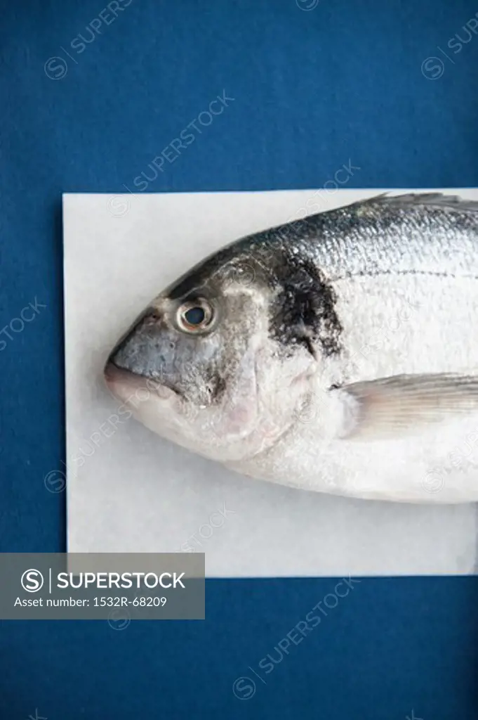 A porgy on paper