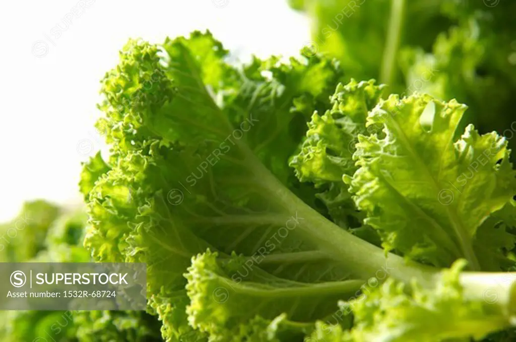 Kale (close-up)