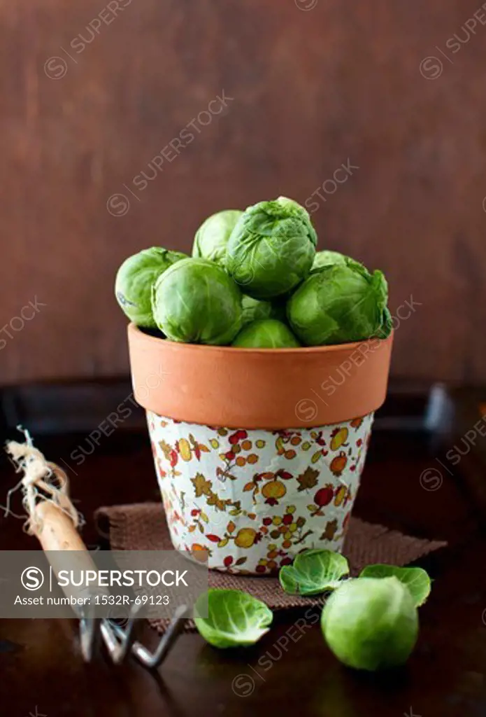 Fresh Brussels Sprouts in a Garden Pot