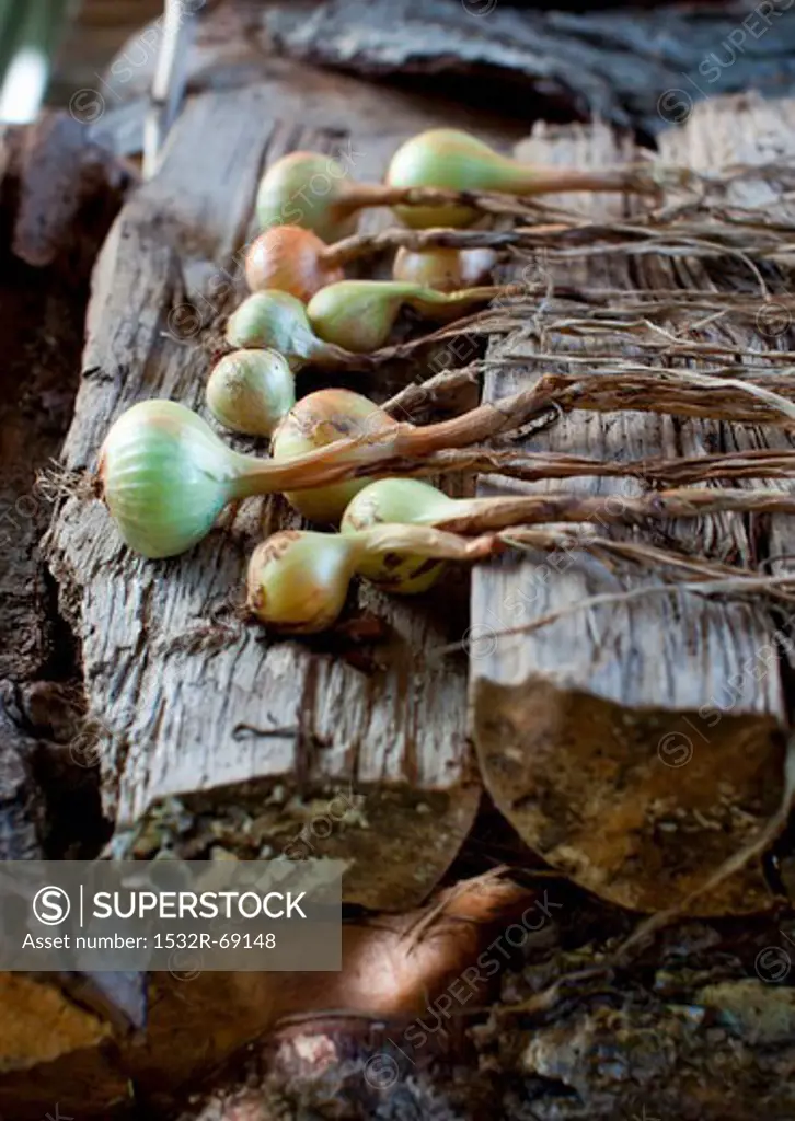 Fresh Onions on a Woodpile
