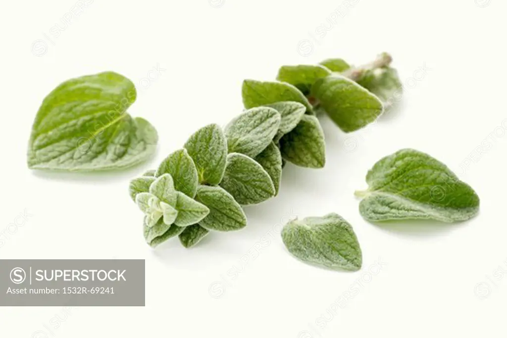A sprig of fresh oregano and individual leaves