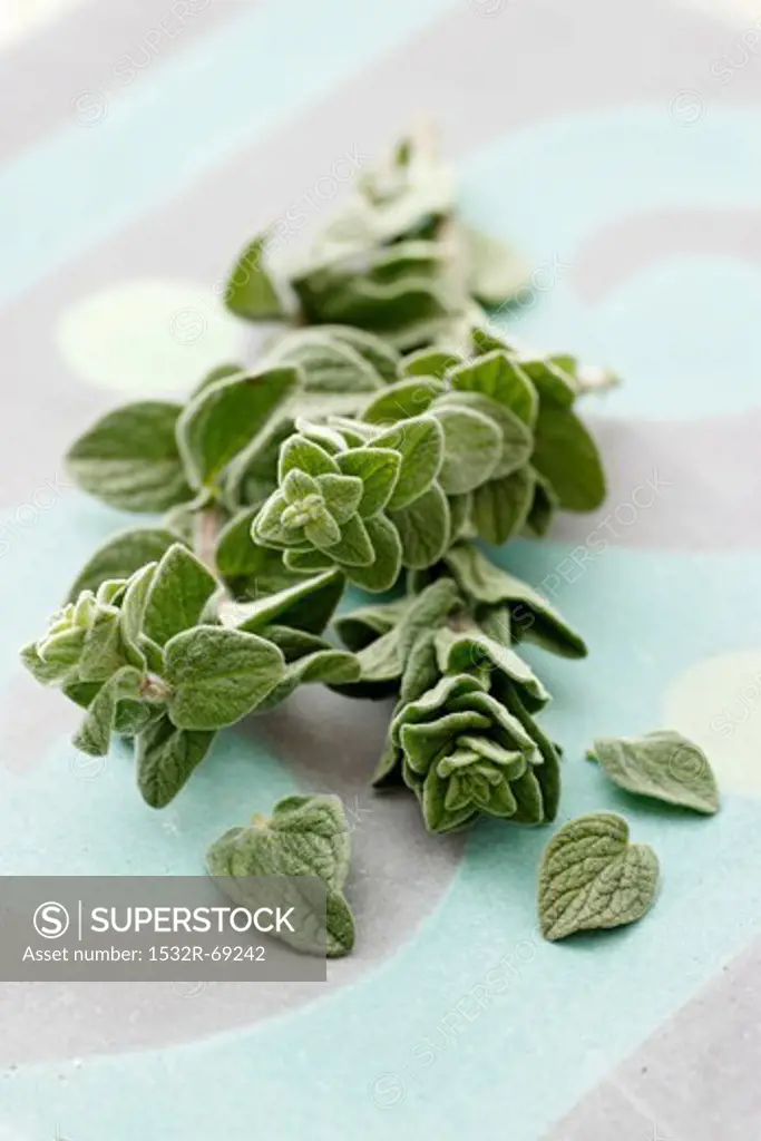 Sprigs of fresh oregano and individual leaves