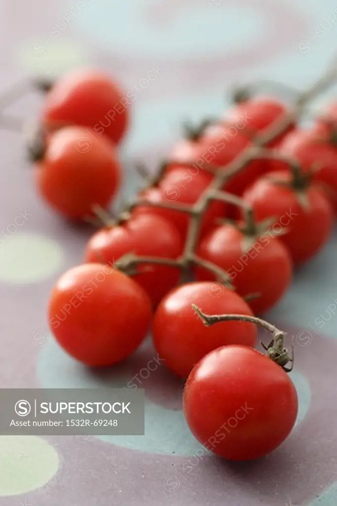 Cherry tomatoes on the vine