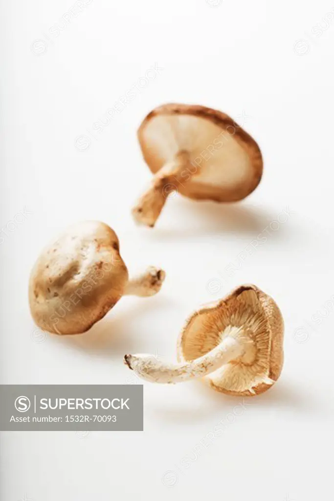 Three Shiitake Mushrooms on a White Background