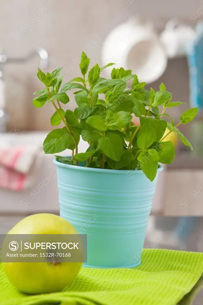 Fresh mint in a flowerpot and a green apple