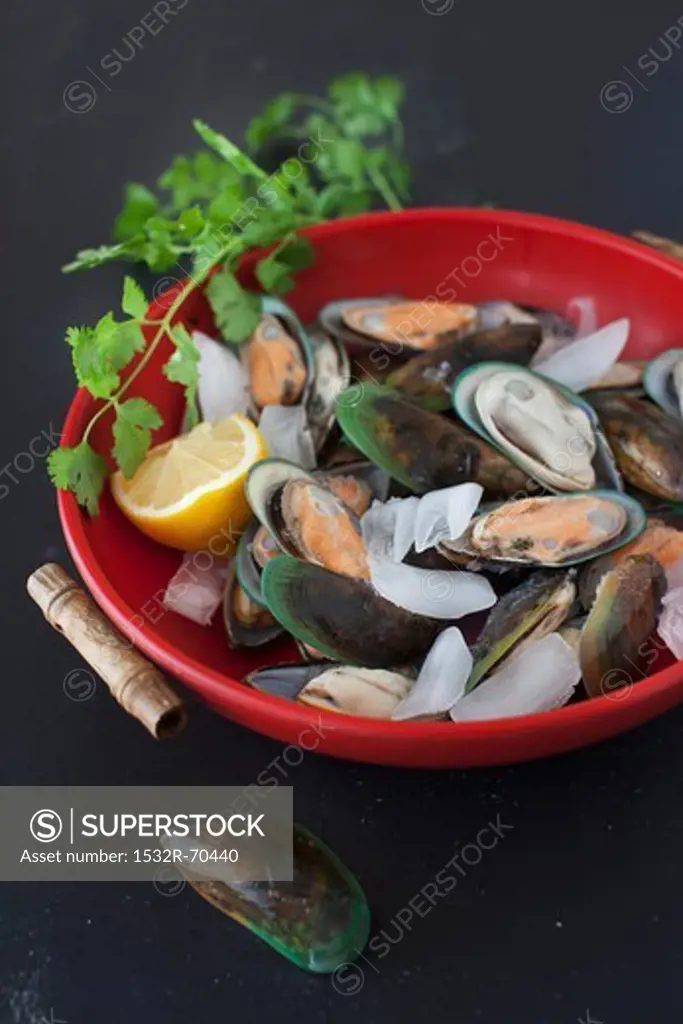 Green mussels with lemon and ice in a red bowl