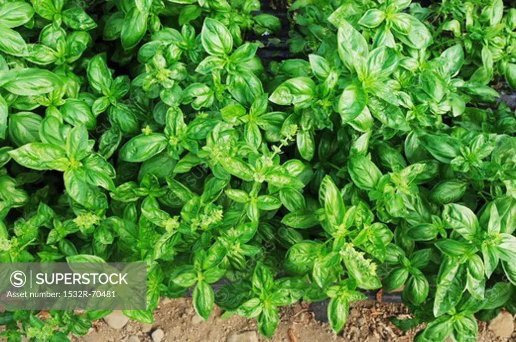 Basil growing in the field (view from above)