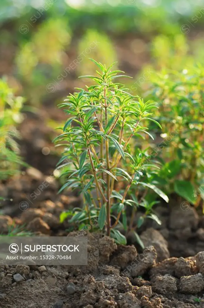 Savory growing in the field