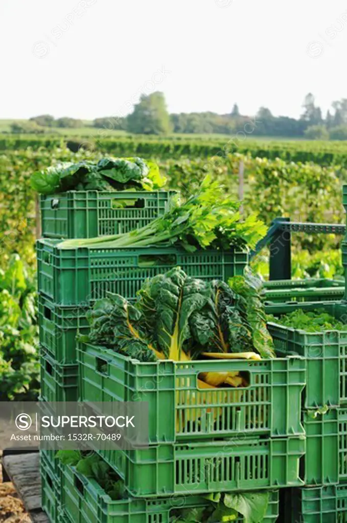 Freshly harvested vegetables in plastic crates by a field of vegetables