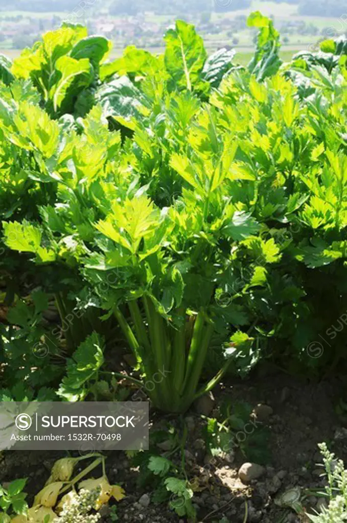 Celery growing in the field