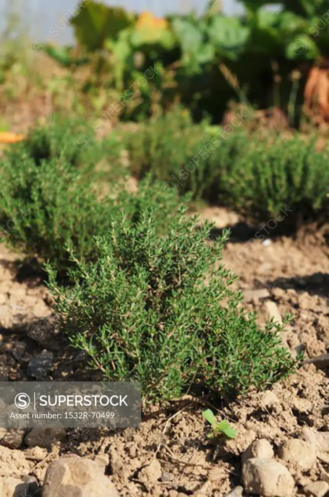 Thyme plants growing in the field