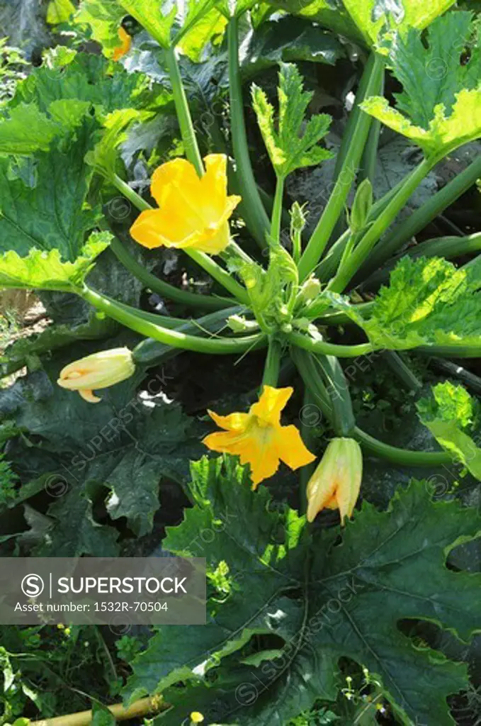 Courgette plants with flowers, growing in the field
