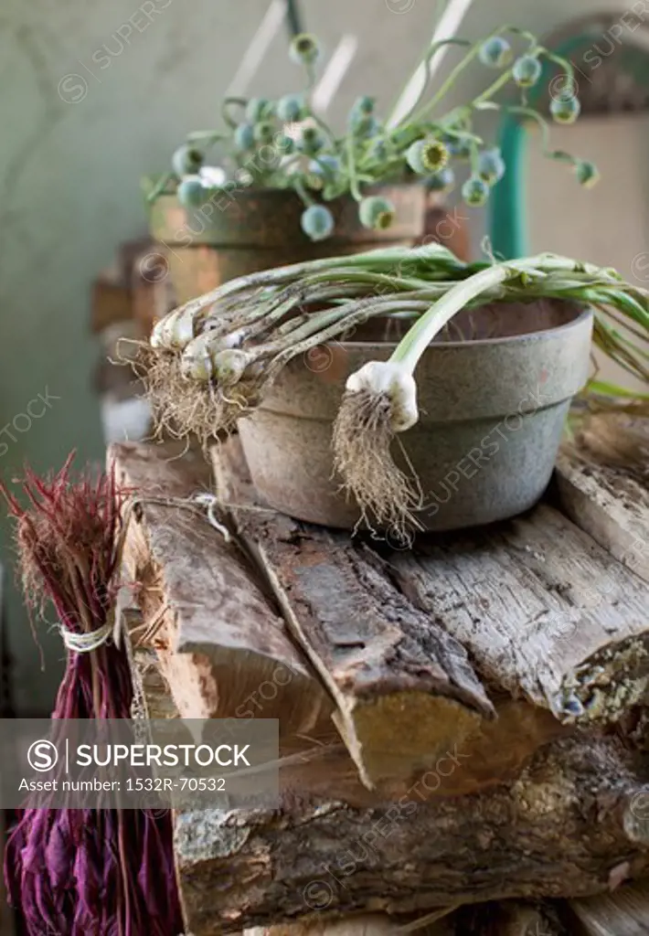 Green Onions Over a Clay Bowl on a Woodpile