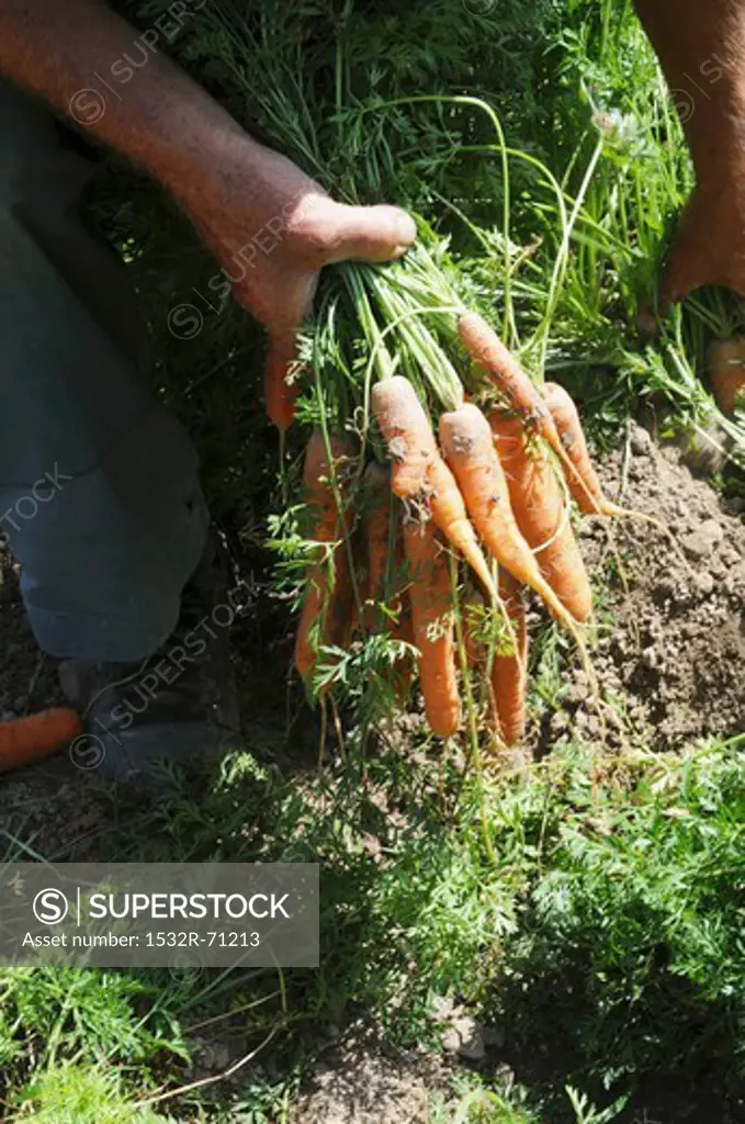 A man harvesting carrots in the field