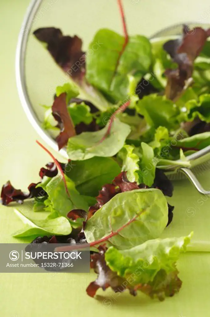 Mixed salad leaves in a sieve