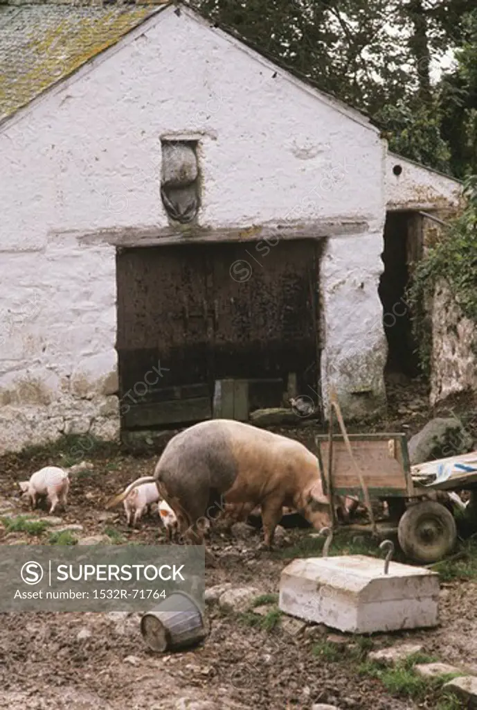 Pigs in farmyard