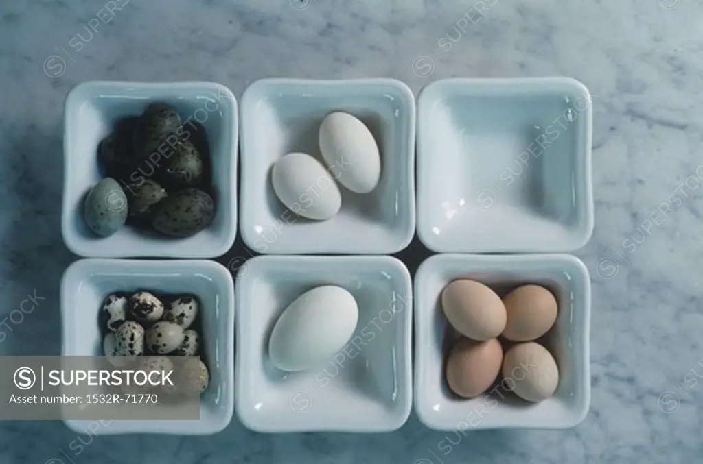 Hen, duck, goose, gull, and quail's eggs in 6 square dishes
