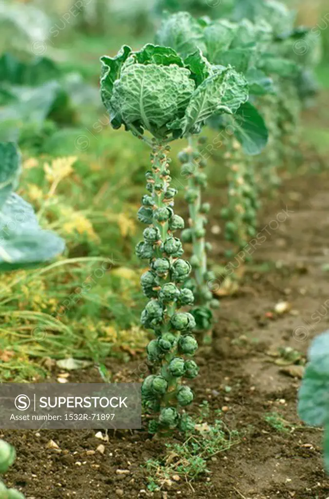 Brussels sprouts stem